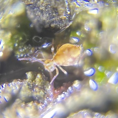 Ptenothrix