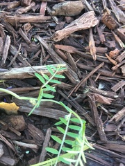 Vicia villosa