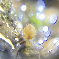 Ptenothrix