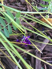Vicia villosa