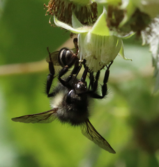 Bombus flavifrons