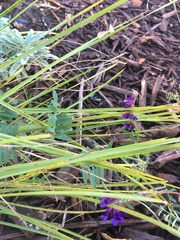 Vicia villosa