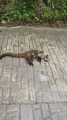 Nasua narica yucatanica