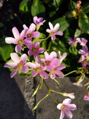 Oxalis triangularis