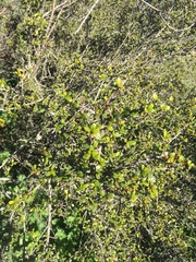 Rhamnus crocea