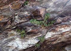 Asplenium montanum