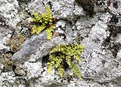Asplenium montanum