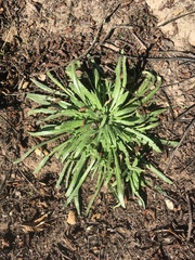 Camissoniopsis micrantha