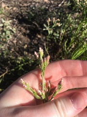 Pseudognaphalium californicum