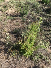 Pseudognaphalium californicum