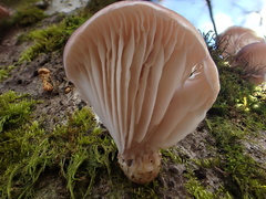Omphalotus japonicus