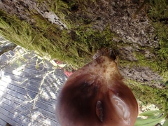 Omphalotus japonicus