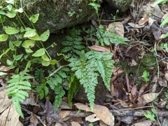 Asplenium cristatum