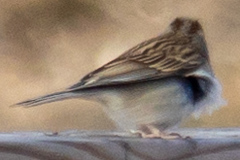 Spizella passerina