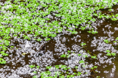 Callitriche stagnalis