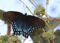 Limenitis arthemis arizonensis