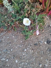 Oenothera acaulis