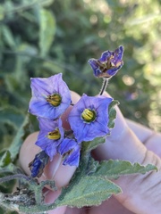 Solanum umbelliferum