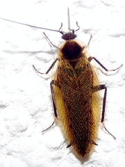Ectobius erythronotus