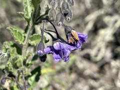 Solanum umbelliferum
