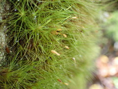 Dicranoloma menziesii