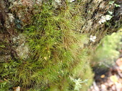 Dicranoloma menziesii