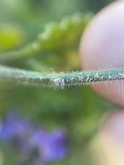 Solanum umbelliferum
