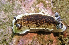 Aphelodoris varia