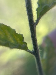Solanum umbelliferum