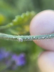 Solanum umbelliferum