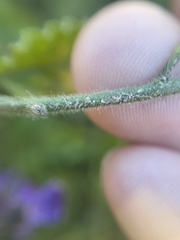 Solanum umbelliferum