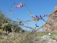 Phaseolus filiformis