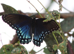 Limenitis arthemis arizonensis