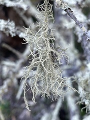 Usnea rubicunda