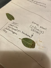 Fittonia albivenis