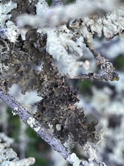 Tuckermanopsis orbata