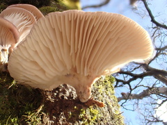 Omphalotus japonicus