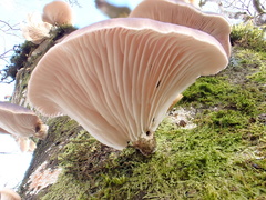Omphalotus japonicus