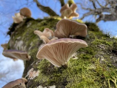 Omphalotus japonicus