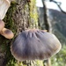 日本臍菇 - Photo 由 balawu 所上傳的 (c) balawu，保留部份權利CC BY-NC