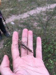 Rhammatocerus viatorius