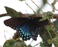 Limenitis arthemis arizonensis