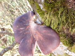 Omphalotus japonicus