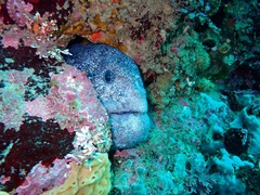 Anarrhichthys ocellatus