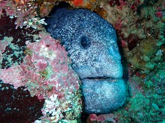 Anarrhichthys ocellatus