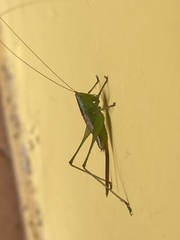 Orthoptera