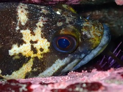 Sebastes chrysomelas