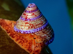 Calliostoma annulatum