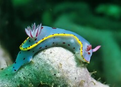 Hypselodoris bennetti