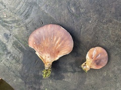 Omphalotus japonicus